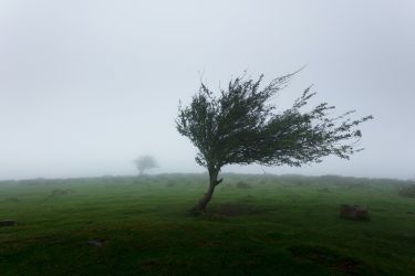 drzewo wiatr